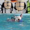Dog United บริการ สระว่ายน้ำสำหรับสุนัข ในระบบน้ำเกลือ อยู่ถนนบ้านกล้วย-ไทรน้อย ย่านบางบัวทอง บางใหญ่