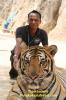 Tiger Temple Tour in Kanchanaburi วัดเสือ วัดหลวงตาบัวกาญจณบุรี