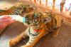 Tiger Temple Tour in morning programs VIP morning Tiger Temple Tour Thailand