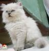 Lisafarm -(ช)ลูกแมวหิมาลายัน ขนหนา นิสัยร่าเริง