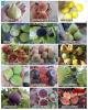 เมล็ดมะเดื่อฝรั่ง(figs) 14 สายพันธ์ุุ (ขายแยกพันธุ์)