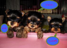 ขายลูกยอร์คเชียร์