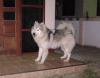 Siberian Husky Puppies