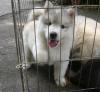 Siberian Husky Puppies
