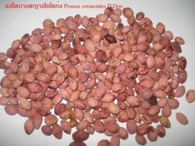 เมล็ดนางพญาเสือโคร่ง Prunus cerasoides D.Don seed