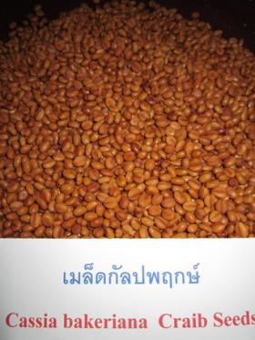 ขายเมล็ดกัลปพฤกษ์ Cassia bakeriana Craib seed