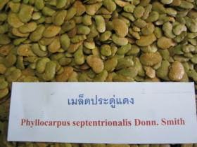 ขายเมล็ดประดู่แดง Phyllocarpus septentrionalis Donn. Smith