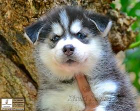 Siberian husky :Puppies, IT Style