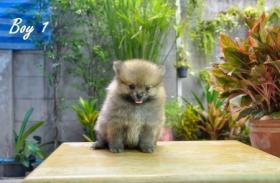 ปอมเมอเรเนียน