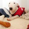 Dog United โรงแรมสุุนัข รับฝากสุนัขทั้งพันธุ์เล็ก พันธุ์ใหญ่ รายวัน รายสัปดาห์ และรายเดือน