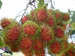 ขาย rambutans rt01