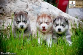  Siberian Husky Puppies:July2011