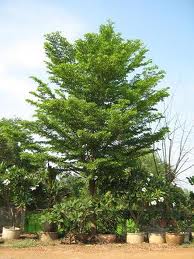 ขายเมล็ดหูกระจง  สวนสมโภชพันธุ์ไม้ Tel:0890652129
