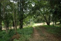 ขาย ที่ดิน มวกเหล็ก มีน้ำล้อมรอบพื้นที่ เป็นน้ำตก 4 จุด ด้านหน้าติดถนน ด้านหลังเป็นภูเขา ลักษณะฮวงจุ้ยท้องมังกร