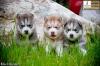 Siberian Husky Puppies:July2011