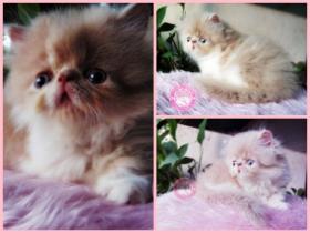 เปิดจองน้องแมวหน้าบี้น่ารักๆ 