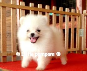 น้องปอมหน้าหมีไซด์เล็กจิ๋ว เพศเมียแข็งแรง อายุ2เดือน 18,000฿พร้อมใบเพ็ดดีกรี จัดส่งฟรีค่ะ  ขายปอมหน้าหมี เพศเมีย สีขาวครีม ไซด์เล็กจิ๋ว อายุ 2 เดือน แข็งแรง ขนแน่น กินเก่ง ขี้เล่่น ราคา 18,000 บาท พร้อมใบเพ็ดดีกรี จัดส่งฟรีค่ะ  สนใจดูตัวจริงก่อนได้ค่ะ  https
