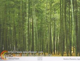 ขาย PPWALL วิวธรรมชาติ 080