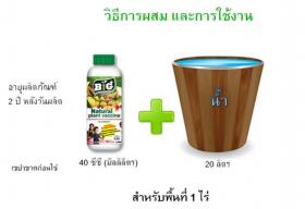 ขาย big healthy plant -