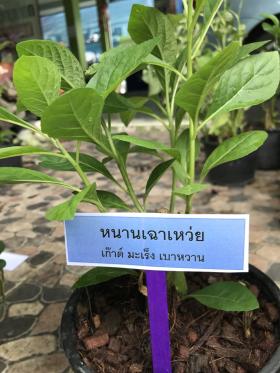 ขาย ต้นหนานเฉาเหว่ย