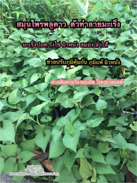 ขายต้นพลูคาว