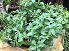 ขาย หญ้าหวาน