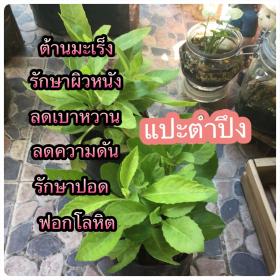 ขายต้นแปะตำปึง