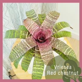 ต้นสับปะรดสี เรดเชสนัท/Red Chestnut