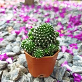 รีบูเทีย(Rebutia)