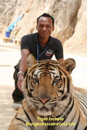ขาย Tiger Temple Tour in Kanchanaburi -