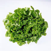 กรีนโอ๊ค (Green Oak)