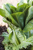 สลัดคอส (Salad Cos)