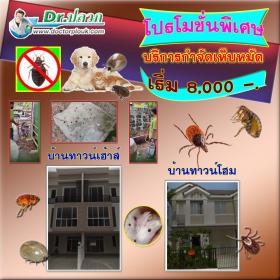 Dr.ปลวก บริการกำจัดเห็บหมัด (บ้านทาวน์เฮ้าส์-บ้านทาวน์โฮม) ขนาดพื้นที่ไม่เกิน 100 ตร.ม.