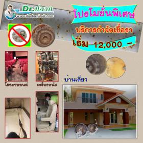 Dr.ปลวก บริการกำจัดเชื้อรา (บ้านเดี่ยว) ขนาดพื้นที่ไม่เกิน 150 ตร.ม.