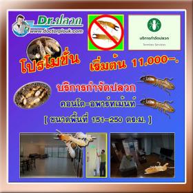 Dr.ปลวก บริการกำจัดปลวก (คอนโด-อพาร์ทเม้นท์) ขนาดพื้นที่ 151-250 ตร.ม.