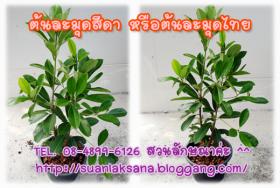 จำหน่ายต้นละมุดสีดา หรือต้นละมุดไทย