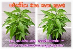 จำหน่ายต้นฮว่านง็อก (Hoa Hoan Ngoc)  ว่านลิง หรือพญาวานร