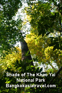 ขาย Khao Yai National Park Trekking Tour Jungle Tour