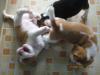 Beagle จอมพลัง