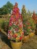 Bougainvillea -