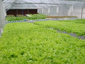 ขาย ผักสลัด Hydroponics จะคัดเลือก ตก แต่ง จากนั้นบรรจุใส่ถุงพลาสติก ฃึ่งสั่งทำพิเศษ โดยเจาะช่องระบายอากาศเล็กๆ  8 ช่อง มิฉะนั้นจะเน่าง่าย พร้อมกับตัดฟองน้ำห่อหุ้มรากให้เกิดความชุ่มชื้น ปิดผนึกนำเข้าห้องแช่เย็น เพื่อรักษาสภาพความสดของผัก 80-90 ฿/Kg      