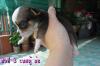 chihuahua ชิวาวา
