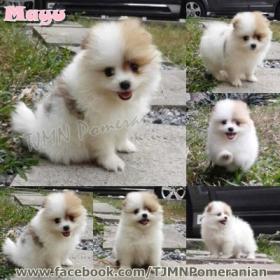 น้อง Mayu ปอมไซส์เล็ก สีแฟนซี เพศเมีย