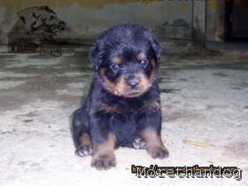 ขาย I-LITTER -
