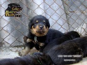 ขายลูกร็อตไวเลอร์ rottweiler 