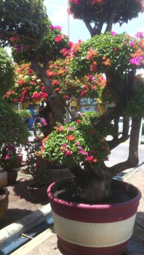 ขาย Bougainvillea เฟื่องฟ้า แต่งกิ่ง