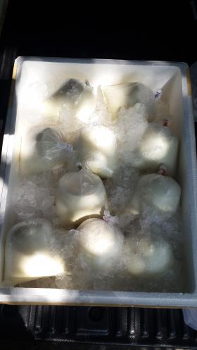 ขาย Frozen Goat Milk 1 กก.