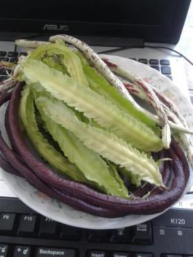 เมล็ดถั่วพู