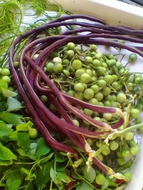 เมล็ดถั่วฝักยาวม่วง