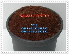 ขุยมะพร้าว